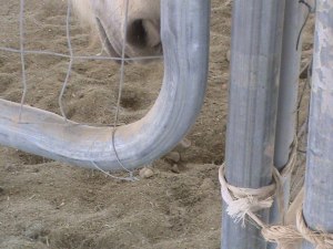 Unsafe gate: notice the Weena snoot hovering near the place she can get in the most trouble.