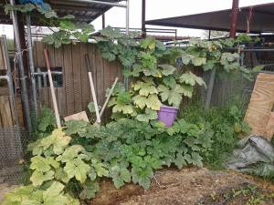 vinesonstallandhayroomfence